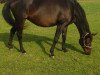 broodmare Montana (Hanoverian, 2000, from Montezuma)