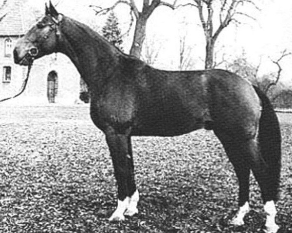 stallion Sendbote (Hanoverian, 1966, from Sender)