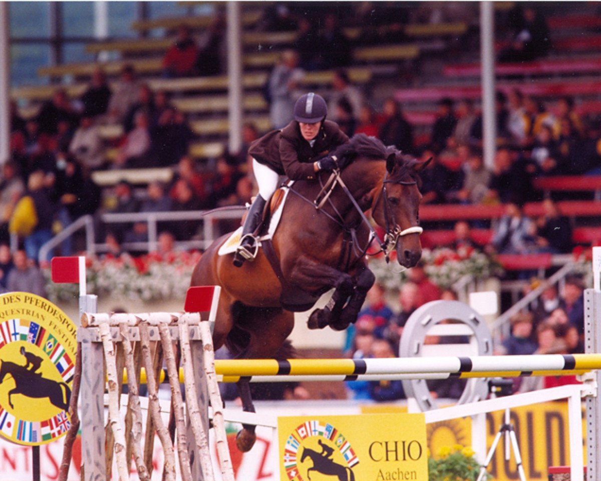 Zuchtstute Stella (Amerikanisches Warmblut, 1989, von Quick Star)