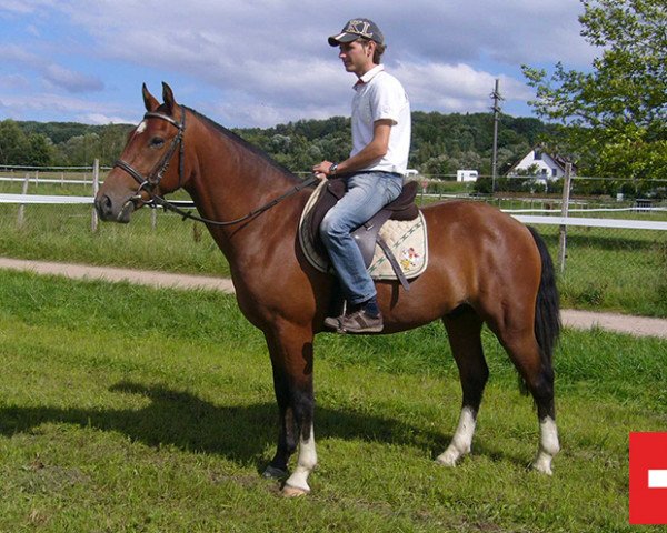 Pferd Legato (Freiberger, 2010, von Halopot)