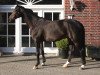 dressage horse Merlot 23 (Westphalian, 2004, from Montmartre)