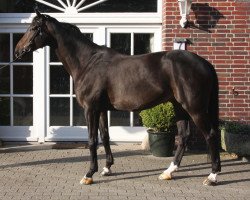 dressage horse Merlot 23 (Westphalian, 2004, from Montmartre)