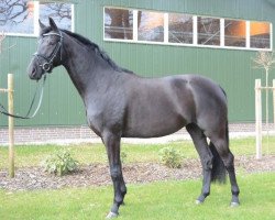 broodmare Black Candy (Oldenburg, 2010, from Dalhems Diomedes)