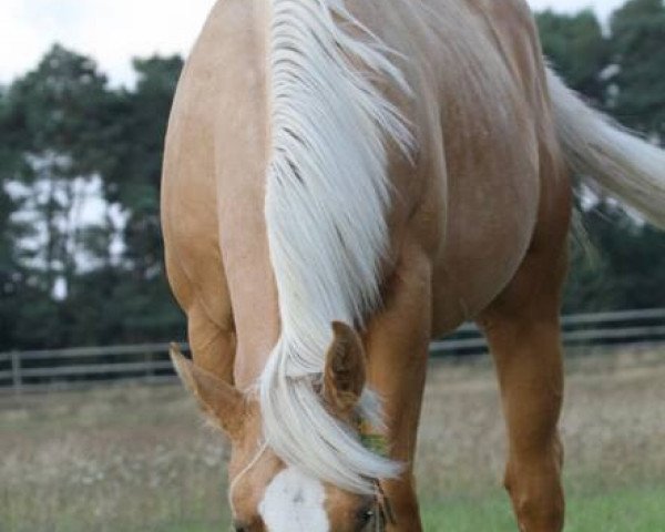 Pferd Haidas Wimpy Kid (Quarter Horse, 2012, von Pipers Little Step)