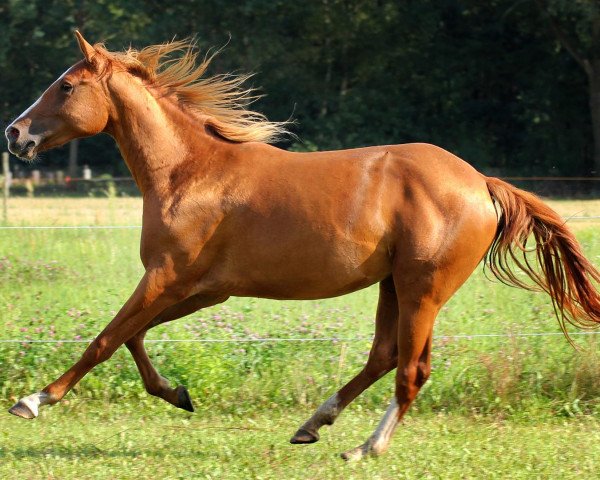 horse THR Sweet Honey (Appaloosa, 2012)