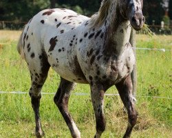 Pferd THR Jojos Mighty Star (Appaloosa, 2013)