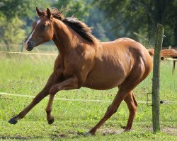 Pferd THR Lady Roadrunner (Appaloosa, 2013)