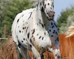 Pferd Prince Vegas (Appaloosa, 2006)