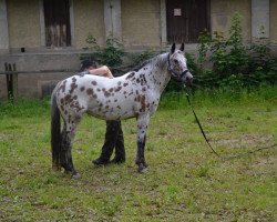 Pferd OK Frosty Gold (Appaloosa, 2004)