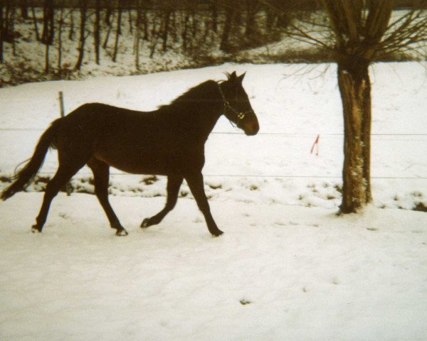 Pferd Lion Oman (Deutscher Traber, 1999, von Liebesspieler)