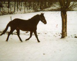 horse Lion Oman (German trotters, 1999, from Liebesspieler)