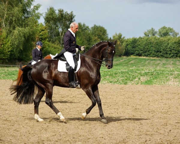 dressage horse Don Angelo 7 (Oldenburg, 2004, from Don Schufro)
