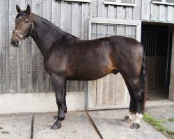 Pferd Atos (Schweres Warmblut)