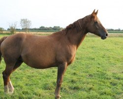 broodmare Rosalie (Hanoverian, 2009, from Rotspon)