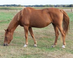 broodmare Larina (Hanoverian, 1996, from Lanthan)