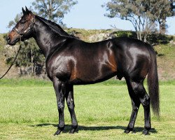 stallion Duporth xx (Thoroughbred, 2005, from Red Ransom xx)