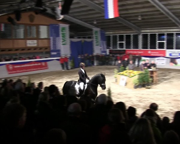 Hengstschau Hengststation Holkenbrink 2016