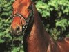stallion Lacatraz (Holsteiner, 1995, from Lands River 90 FIN)