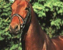 stallion Lacatraz (Holsteiner, 1995, from Lands River)