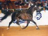 stallion Sandro (German Riding Pony, 1986, from Santiago)