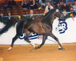 stallion Sandro (German Riding Pony, 1986, from Santiago)