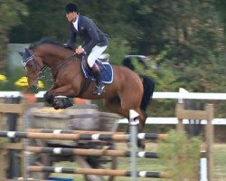 jumper Borito 3 (KWPN (Royal Dutch Sporthorse), 2006, from Hold Up Premier)