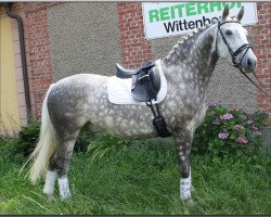 Springpferd Leroy (Deutsches Sportpferd, 2008, von Levisto's Big Boy)