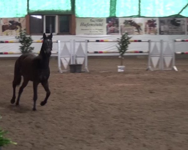 Freispringwettbewerb Lindlar 2016