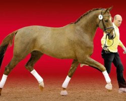 stallion Burlington II (Hanoverian, 2011, from Breitling W)