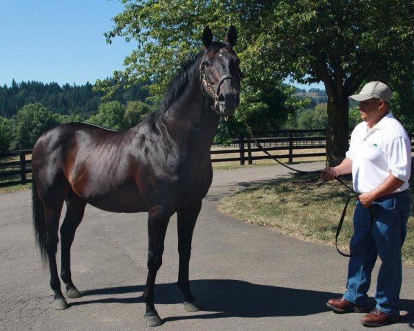 stallion Grindstone xx (Thoroughbred, 1993, from Unbridled xx)