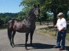 stallion Grindstone xx (Thoroughbred, 1993, from Unbridled xx)