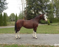 Pferd Chiquita (Polnisches Warmblut,  )