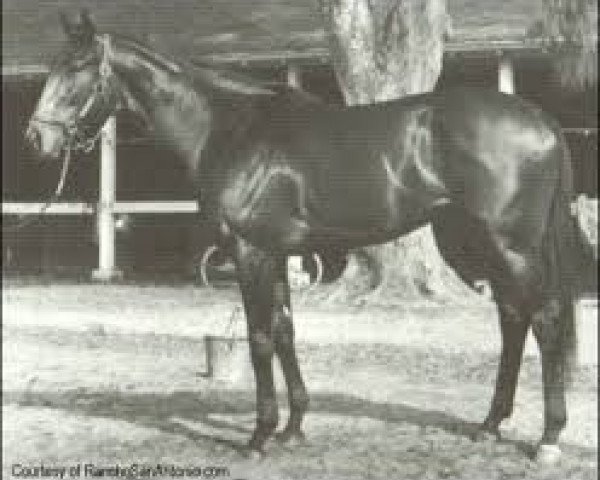 stallion Reviewer xx (Thoroughbred, 1966, from Bold Ruler xx)