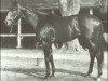 stallion Reviewer xx (Thoroughbred, 1966, from Bold Ruler xx)