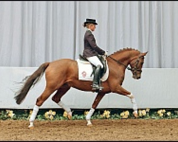dressage horse Crocodile Rock (German Riding Pony, 2003, from FS Cocky Dundee)
