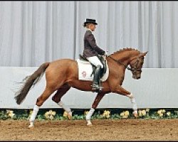 horse Crocodile Rock (German Riding Pony, 2003, from FS Cocky Dundee)