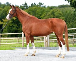 broodmare Lady L (Hanoverian, 1991, from Lanthan)