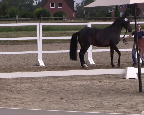 LVM Sichtung Fohlenchampionat in Münster - Handorf 2016