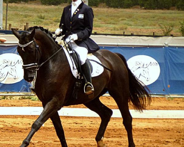 jumper KILOT JUNIOR Z (Zangersheide riding horse, 2009, from Kilot)