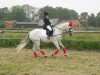 stallion Dein Favorit (German Riding Pony, 2006, from Dein Freund)