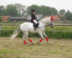 stallion Dein Favorit (German Riding Pony, 2006, from Dein Freund)