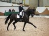 dressage horse Le Chocolatier S (Zweibrücken, 2003, from Lord Nobel S)