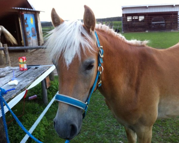 dressage horse Adrianoz (Edelbluthaflinger, 2012, from Alabaster B)