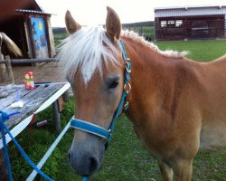 dressage horse Adrianoz (Edelbluthaflinger, 2012, from Alabaster B)