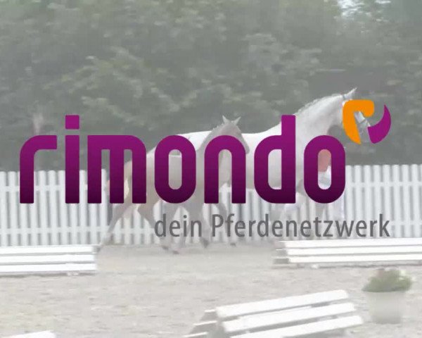 Stuten- und Fohlenschau in Steinheim
