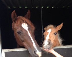 broodmare Beauty (German Riding Pony,  , from Bolero)