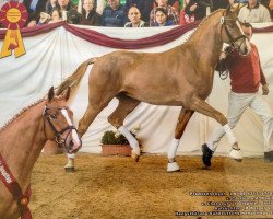 jumper Clico (Hanoverian, 2011, from Carrico)