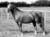 stallion Magnet 1951 ox (Arabian thoroughbred, 1951, from Dargee ox)