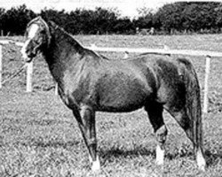 stallion Magnet 1951 ox (Arabian thoroughbred, 1951, from Dargee ox)