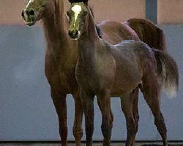 broodmare BA Samoa 1993 EAO (Arabian thoroughbred, 1993, from Alaa Ibn Tuhotmos EAO)